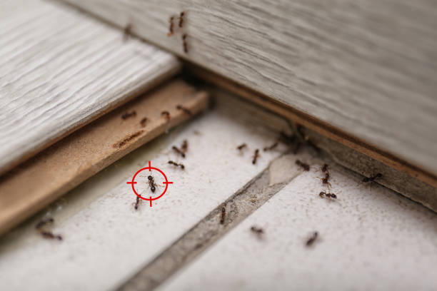 Best Local Pest Control Services  in Bradford, RI