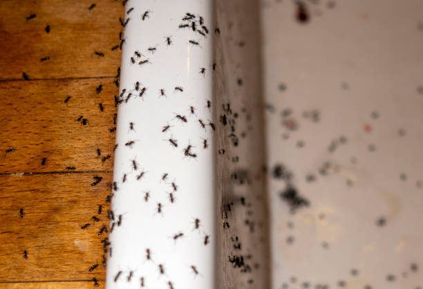 Best Commercial Pest Control Services  in Bradford, RI